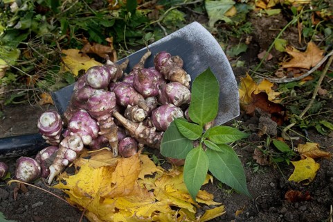 Heap of newly dug or harvested Jerusalem artichoke in a organic family farm field in a concept of