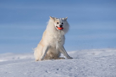 Ball games in the snow