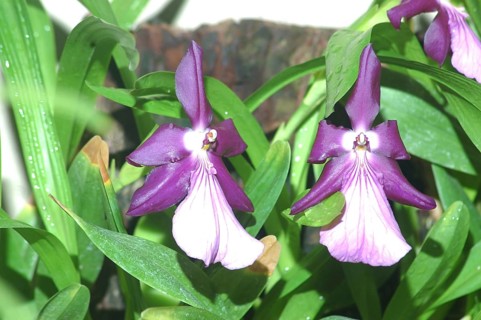 Purple orchids, probably Miltonia spectabilis