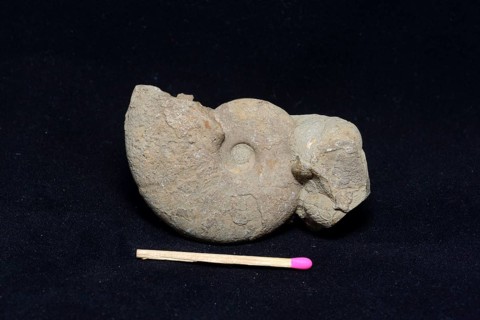 An ammonite fossil partly embedded in sandstone