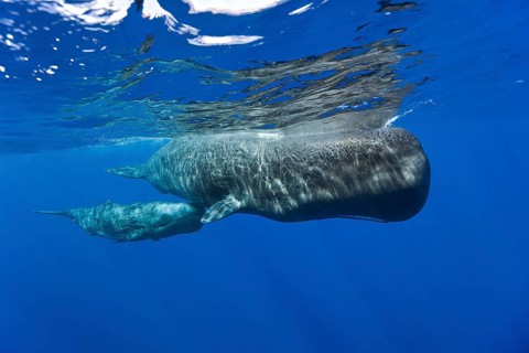 Sperm whale mother with calf, Physeter macrocephalus, Caribbean, Dominica, Central America