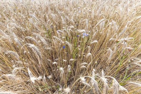 Wheat ears with blue cornflowers in front of the harvest as background