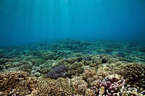 Healthy hard coral reef, Fakarava, Tuamotu Archipelago, French Polynesia, Oceania