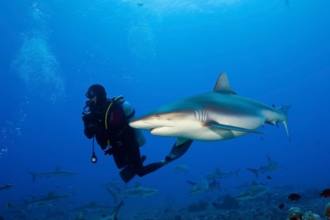 Grey reef shark, Carcharhinus amblyrhynchos, Moorea, French Polynesia, Oceania