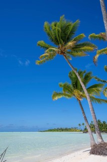 Coconut palms (Cocos nucifera), in the background Motu, private island, bird island, privileged,