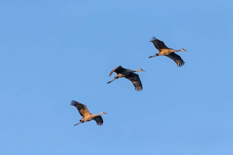 The Sandhill cranes (Antigone canadensis) in flight