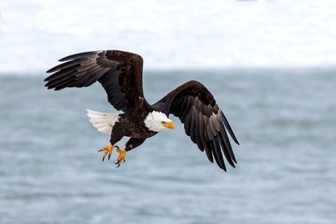 Natural scene from shore of lake Michigan