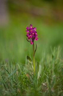 Elder-flowered orchid, Dactylorhiza sambucina, elder-flowered orchid
