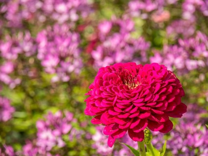 Vivid red flower in a blooming summer garden with pink background flowers, Bad Lippspringe,