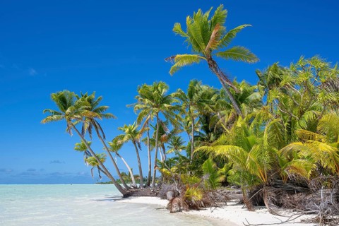 Pure South Seas with coconut palms (Cocos nucifera), private island, bird island, privileged,