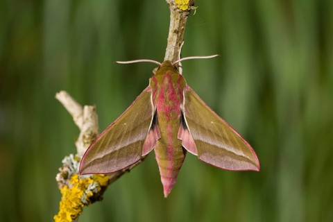 Elephant hawk-moth, Deilephila elpenor, elephant hawk-moth