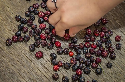 Pitanga, exotic Brazilian fruit. hand of child picking fruit. Brazilian cherry, Suriname cherry,