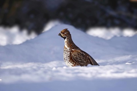 Hazel grouse, male, Tetrastes bonasia, Syn. Bonasa bonasia, hazel grouse, male