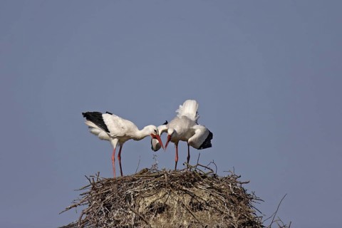 Weissstorch, Ciconia ciconia, white stork