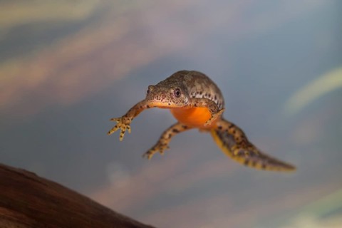 Alpine newt, Triturus alpestris
