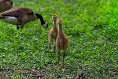 The Sandhill crane (Antigone canadensis), several day young ones in the meadow