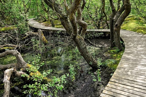 Boardwalk in the quarry forest at Vogelkoje Meeram, Amrum, North Frisian Island, North Frisia,