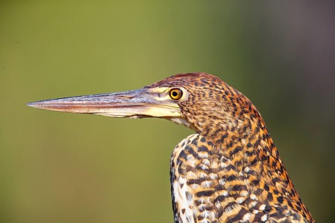 Rufescent tiger heron (Tigrisoma lineatum) Pantanal Brazil