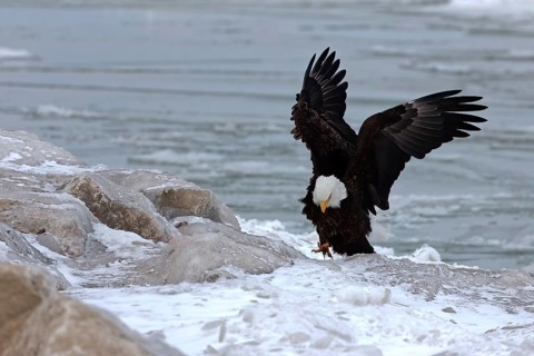 The Bald eagle sitting on the shores of Lake Michigan
