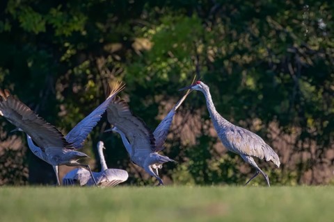 Native American bird a species of large crane of North America