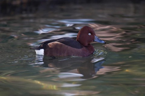 Moorente, Aythya nyroca, ferruginous duck