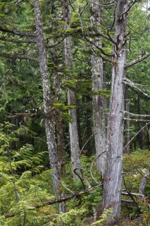Giant live trees and hemlocks in the coastal rainforest of Vancouver Island in Canada