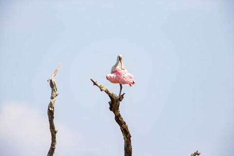 Roseate spoonbill (Ajaia ajaja) Pantanal Brazil