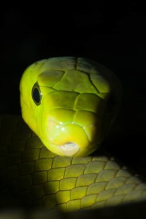 Common Mamba, Dendroaspis angusticeps, Kenya, Africa