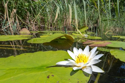 Single water lily with green leaves and reeds floating on dark water