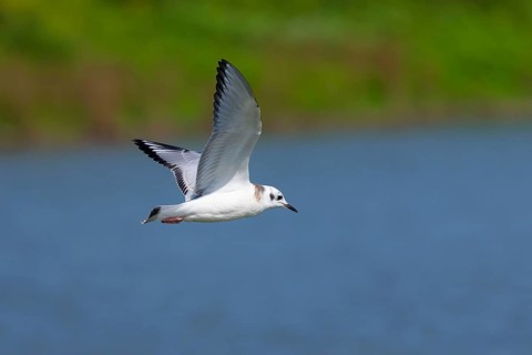 Nature scene from lake Michigan