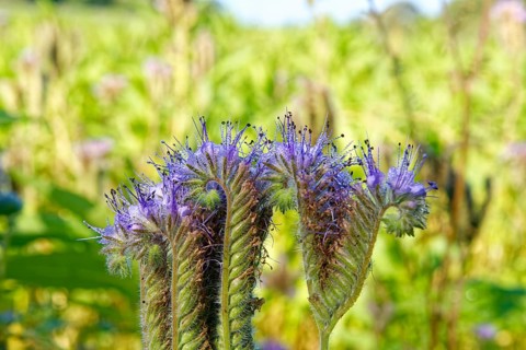 Field meadow with phacelia (bee pasture, bee friend, tufted beauty or tufted flower), close-up
