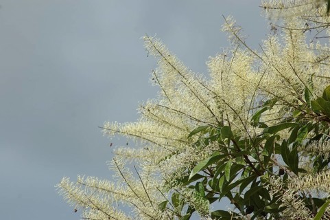 Spray of white flowers, possibly a grevillea
