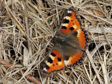 Small tortoiseshell butterfly sitting on old grasses