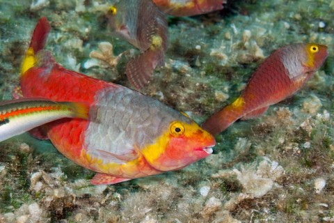 Sea parrot female, Sparisoma cretense, island Vis, Mediterranean Sea, Croatia, Europe