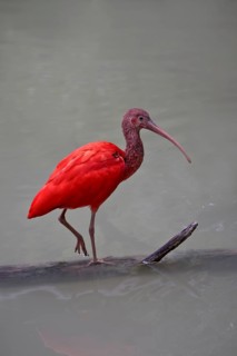 Red Sickler, Eudocimus ruber, scarlet ibis