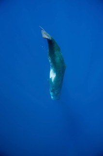 Sperm whale, Physeter catodon, Lesser Antilles, Caribbean, Dominica, Central America