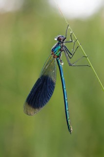 Banded demoiselle, Calopteryx splendens, banded demoiselle
