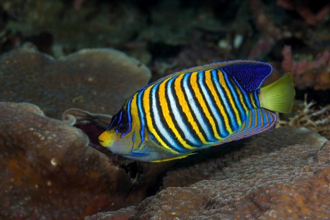 Peacock Angelfish, Pygoplites diacanthus, Raja Ampat, West Papua, Indonesia, Asia
