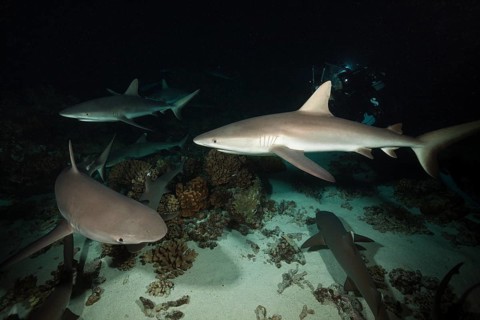 Grey reef sharks hunting at night, Carcharhinus amblyrhynchos, Fakarava, Tuamotu Archipelago,
