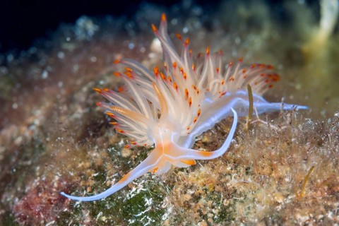 Large orange-red thread snail, Geodiva Nudibranch banyulensis, Vis Island, Mediterranean Sea,