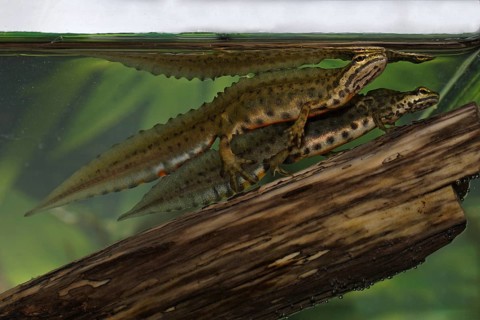 Pond newt, male, Lissotriton vulgaris, Syn.: Triturus vulgaris, smooth newt, male