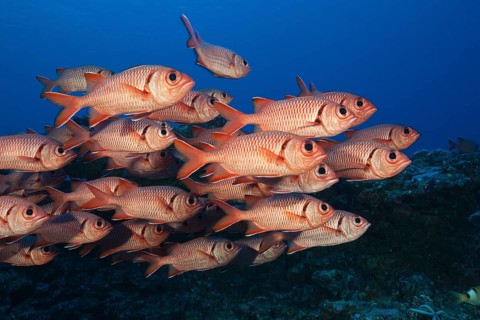 Shoal of Large Scale Soldierfish, Myripristis berndti, Fakarava, Tuamotu Archipelago, French