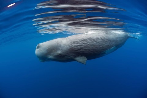 Sperm whale, Physeter catodon, Lesser Antilles, Caribbean, Dominica, Central America