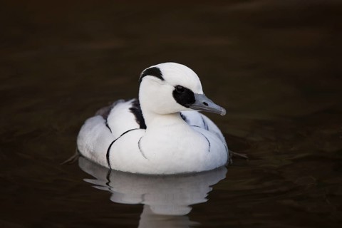 Red-breasted Merganser, Mergellus albellus, smew