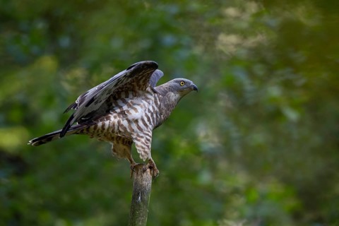 Honey buzzard, male, Pernis apivorus, European honey buzzard, male