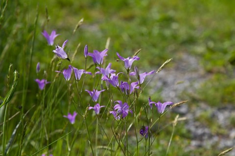 Campanula, bellflower