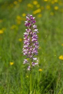Helmet orchid, Orchis militaris, military orchid