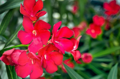 Red oleander (Nerium oleander) Allgäu, Bavaria, Germany, Europe