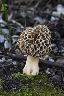 Edible morel, Morchella esculenta, common morel