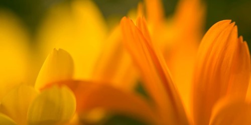 Marigolds (macro shot)